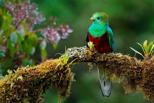 La belle légende de l'oiseau Toh