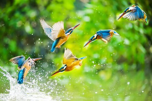 légende de l'oiseau toh
