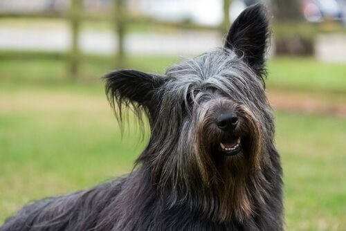 histoires de chiens : Bobby
