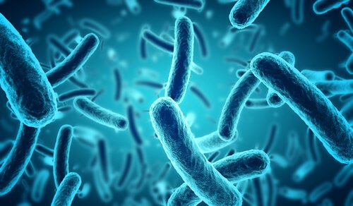 microbiome cérébral