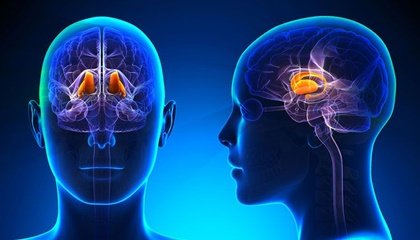 Épithalamus : caractéristiques et fonctions