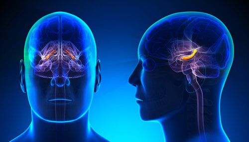 le cerveau combine les souvenirs