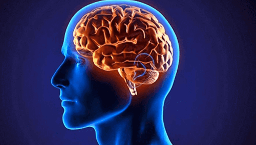 glutamate et cerveau