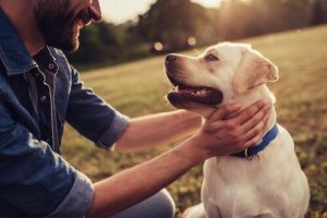 Des chiens qui sont entrés dans l'histoire