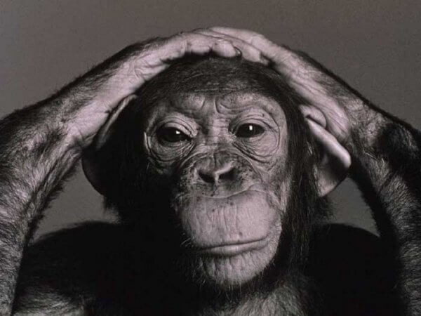 Wolfgang Köhler et son étude des chimpanzés
