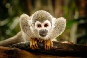 Éthologie : la science du comportement animal