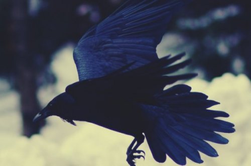 Sedna et le corbeau