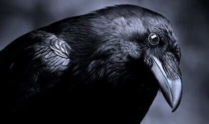 L’intelligence dans le monde animal : les corbeaux