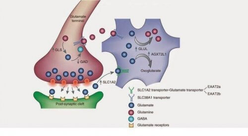 glutamate