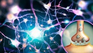Le glutamate, un neurotransmetteur aux multiples fonctions