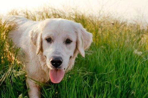 histoires de chiens : Salty