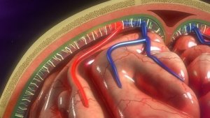 Méninges: structure et fonctions