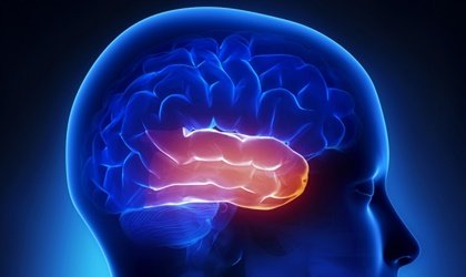 Lobe temporal : la zone de l'affectivité et de la mémoire