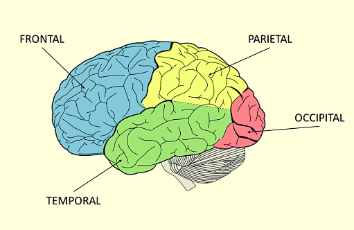 lobe temporal