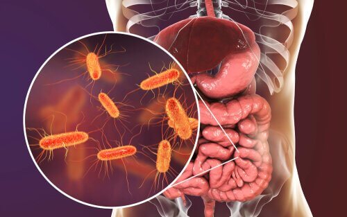 microbiome intestinal et microbiome cérébral