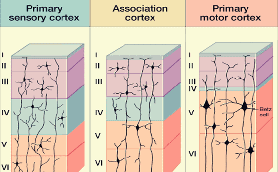 structure du néocortex du cerveau
