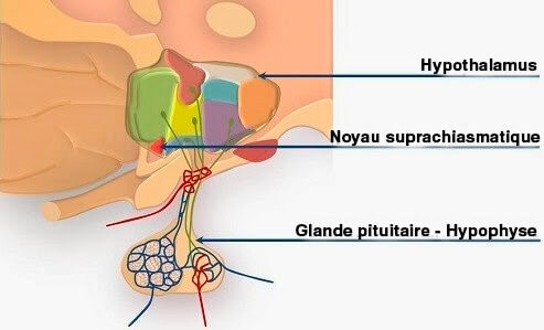 illustration du noyau suprachiasmatique