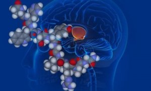 La vasopressine, ou l'hormone antidiurétique