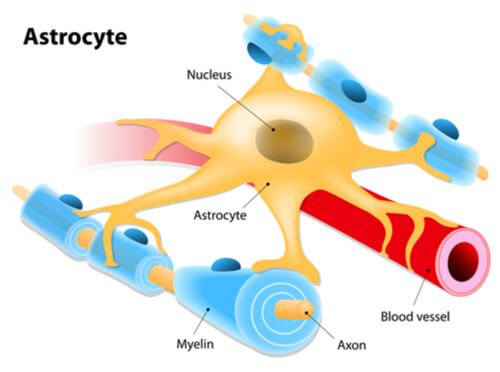 astrocytes