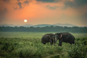 La tristesse des éléphants, une histoire vraie
