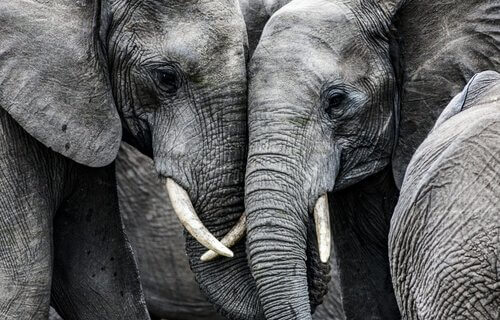 la tristesse des éléphants est une histoire vraie