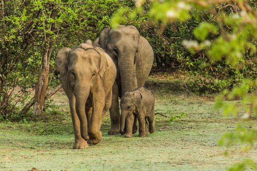 tristesse des éléphants et Lawrence Anthony