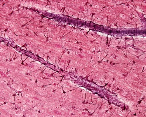 image d'astrocytes