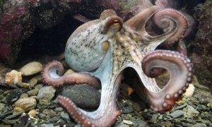L'intelligence des poulpes: un mystère fascinant