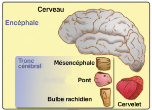 Mésencéphale : caractéristiques et fonctions