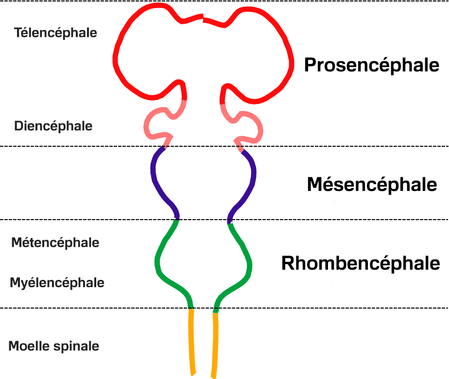 structure du mésencéphale
