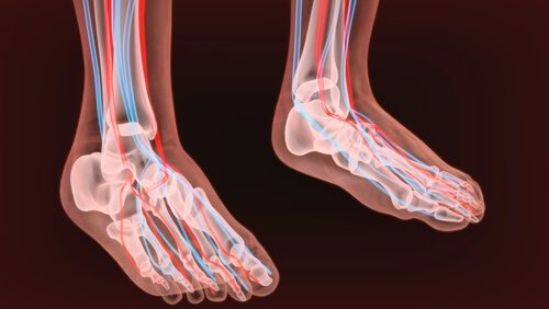 nerfs du pied et neuropathie périphérique