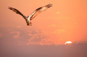 L'oiseau qui ne savait pas qui il était, une histoire sur l'identité