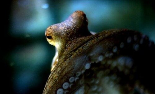 intelligence des poulpes