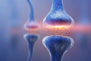 Types de synapses: la communication neuronale