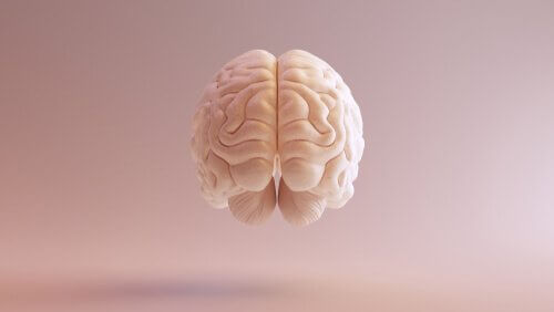 neurosciences et cerveau