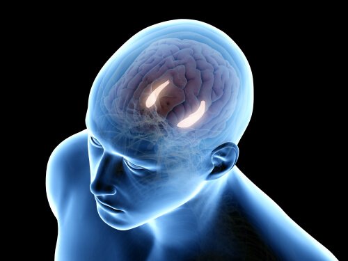 formation hippocampique