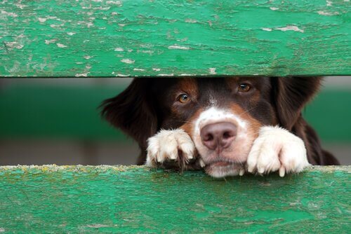 les animaux ont-ils conscience de leur souffrance ?