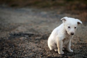 La conscience de la souffrance chez les animaux