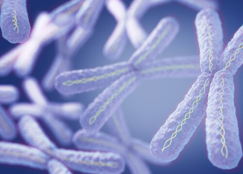 espérance de vie plus longue chez les femelles