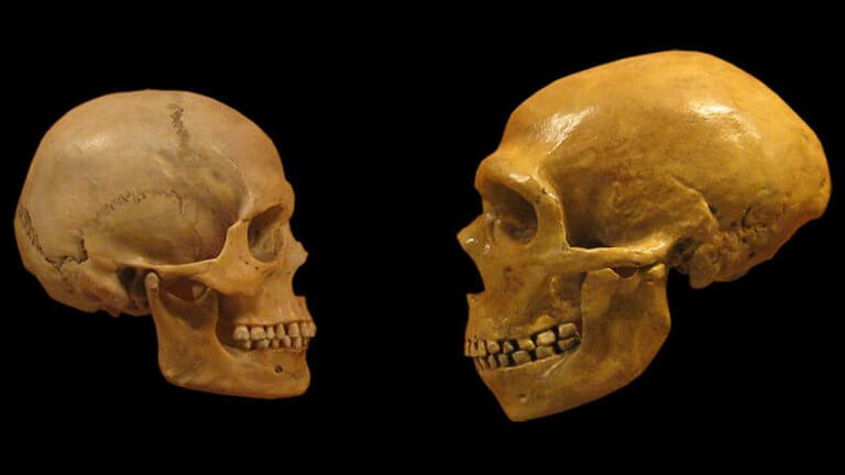 crâne des Néandertaliens