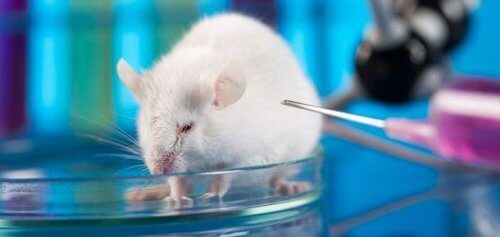 syndrome général d'adaptation