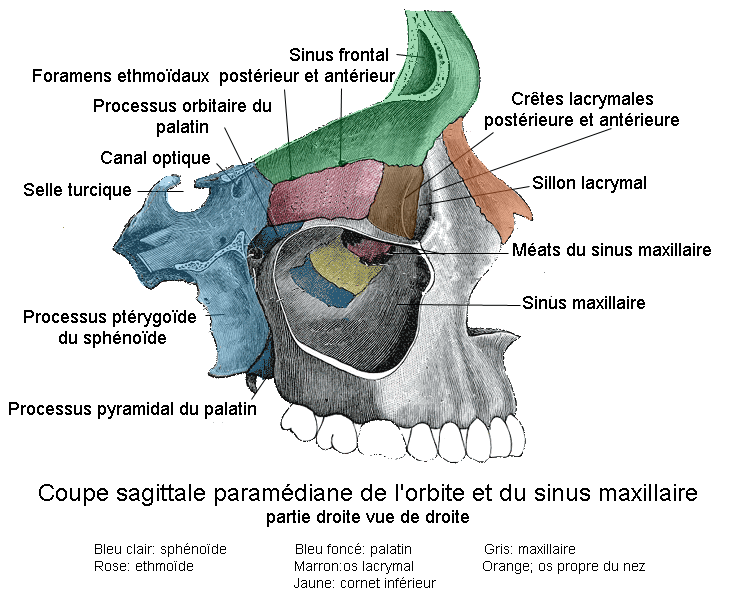 la selle turcique vide