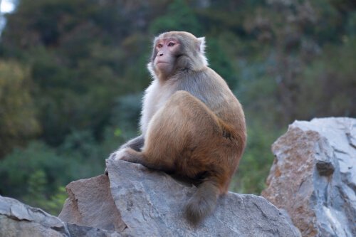 les études sur la conscience animale de la souffrance