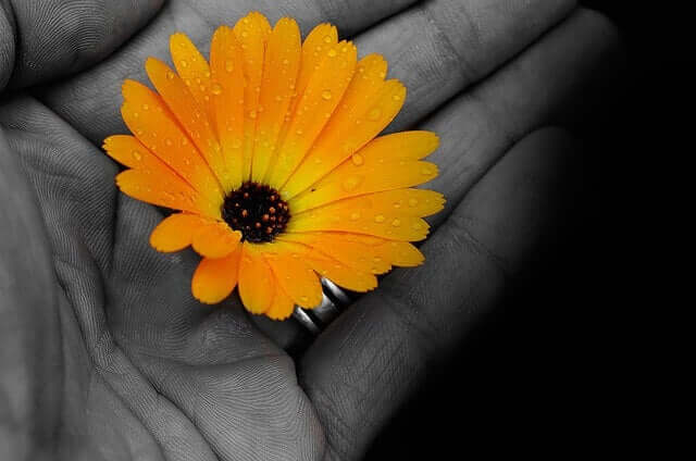 fleur jaune dans une main