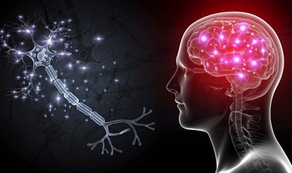 Les cellules OLM : les neurones qui nous aideront à traiter l'anxiété grave