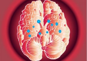 Les 12 paires de nerfs crâniens et leurs fonctions