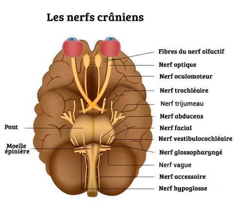 les différentes paires de nerfs crâniens
