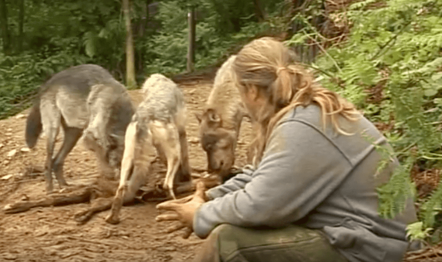 Shaun Ellis est entré dans une meute de loups