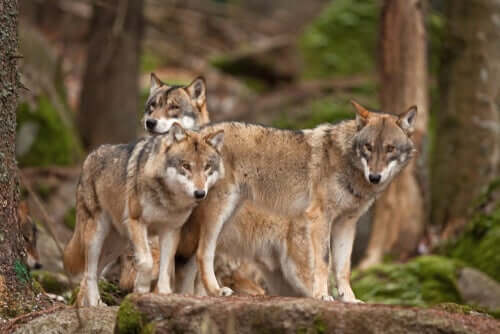 l'histoire de Shaun Ellis au sein d'une meute de loups