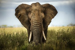 Les six sages aveugles et l'éléphant : un conte pour valoriser les opinions des autres